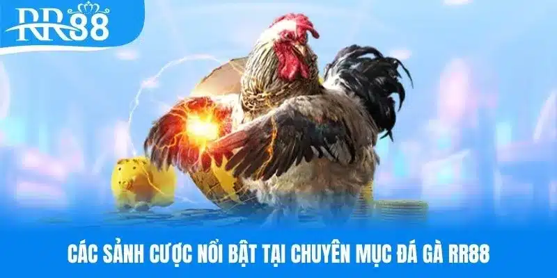 Những sảnh cá cược đá gà RR88 nổi bật hiện nay